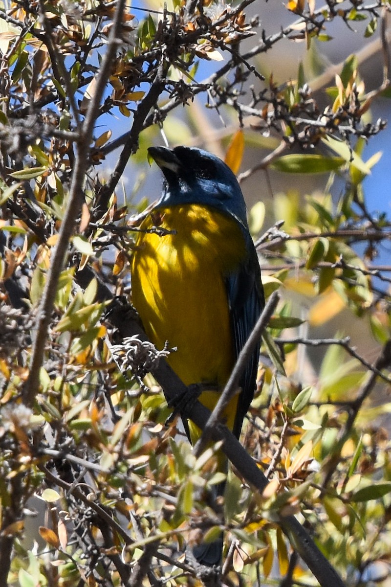 Blue-and-yellow Tanager - ML465783751
