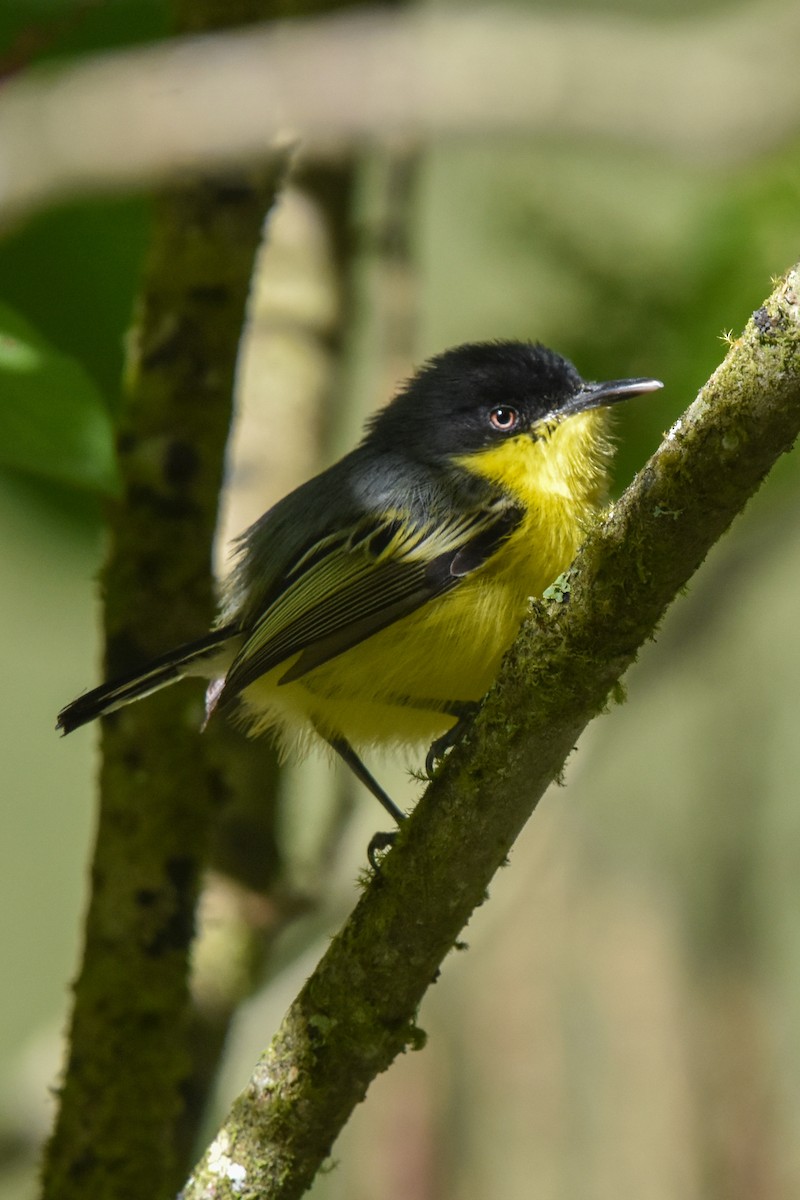 Common Tody-Flycatcher - Ted Kavanagh