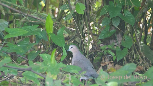 Gray-fronted Dove - ML465792491