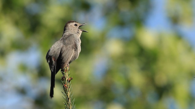  - Gray Catbird