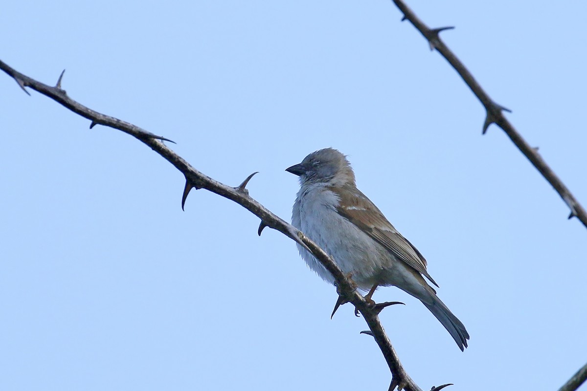 Southern Gray-headed Sparrow - ML465799141
