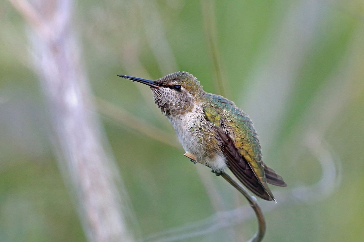Anna's Hummingbird - Nigel Voaden