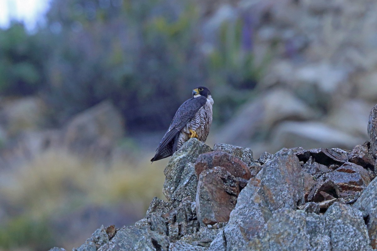 Peregrine Falcon (North American) - ML46580201