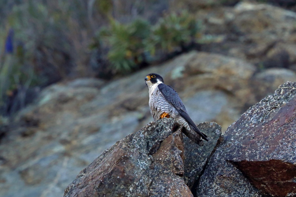 Peregrine Falcon (North American) - Nigel Voaden