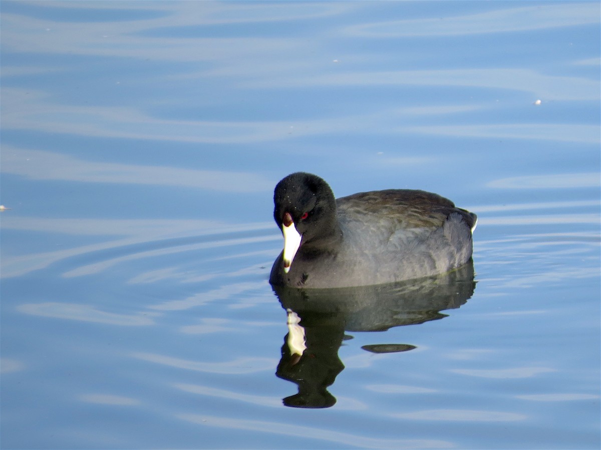 American Coot (Red-shielded) - ML46580241