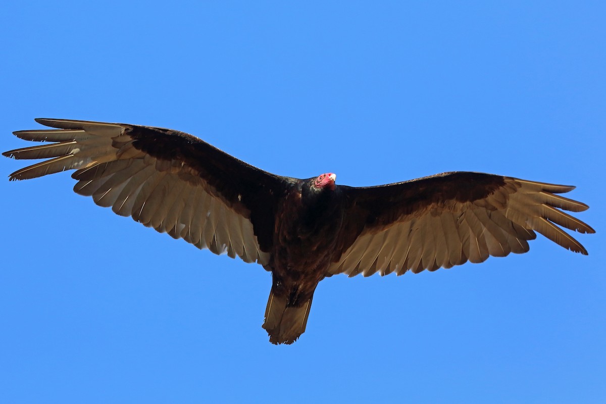 Turkey Vulture - ML46580521
