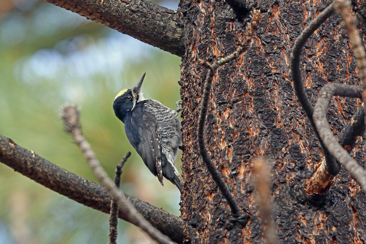 Black-backed Woodpecker - Nigel Voaden