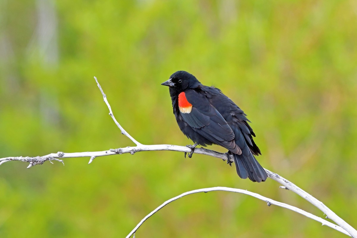 Red-winged Blackbird - Nigel Voaden