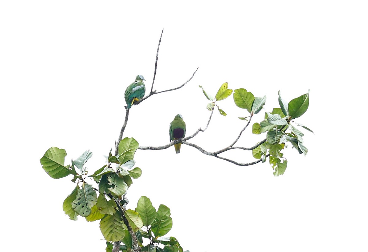 Сероголовый фруктовый голубь - ML465809101