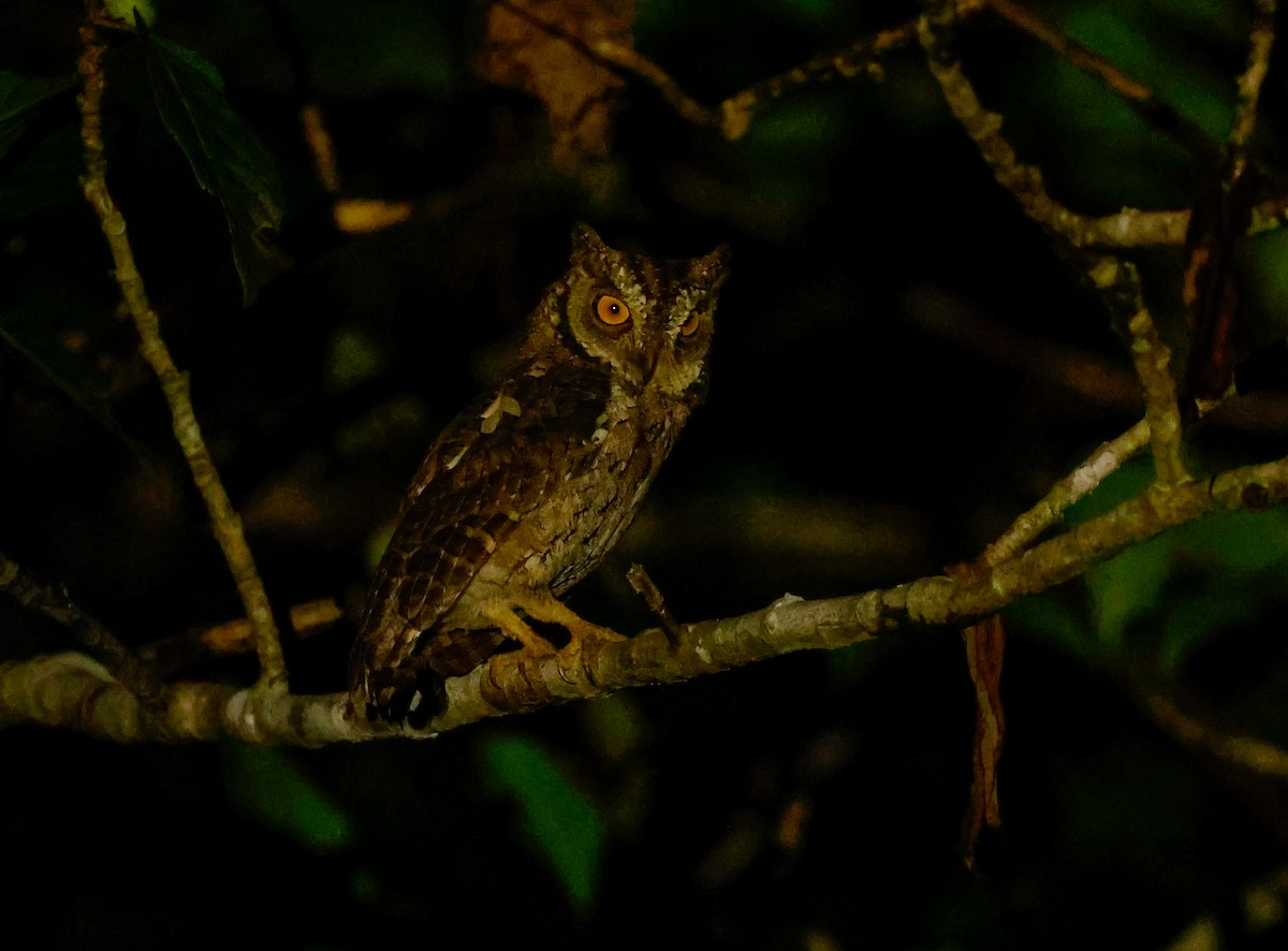 Moluccan Scops-Owl (Moluccan) - ML465809981