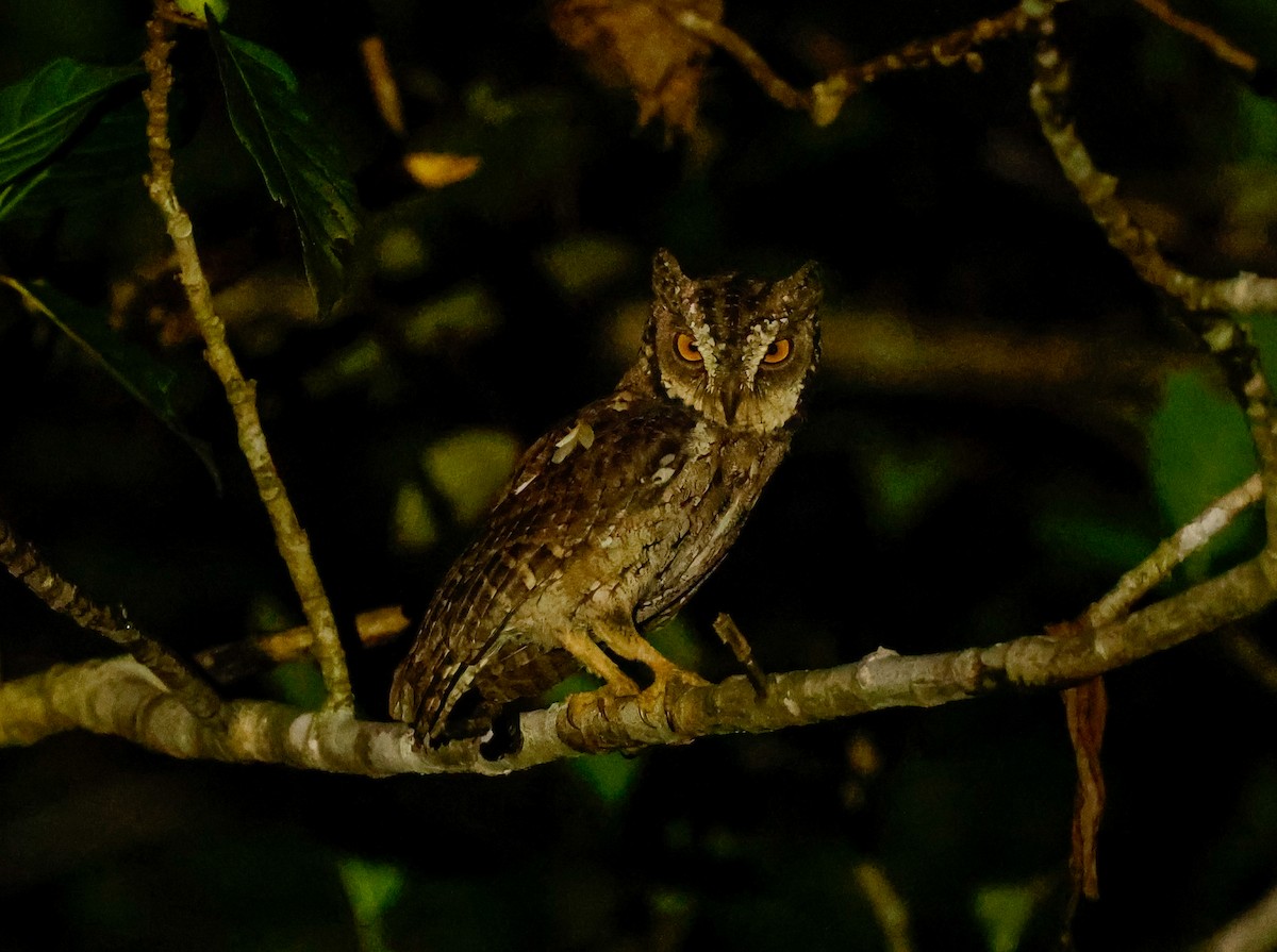 Moluccan Scops-Owl (Moluccan) - ML465809991