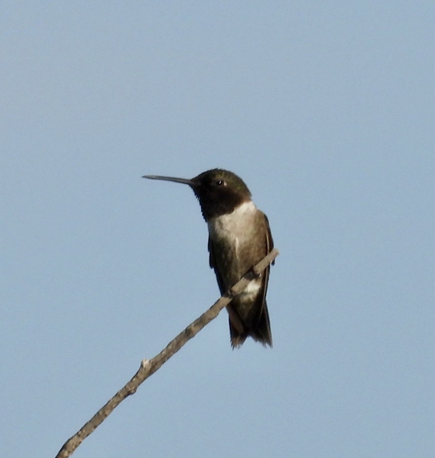 Black-chinned Hummingbird - ML465810481