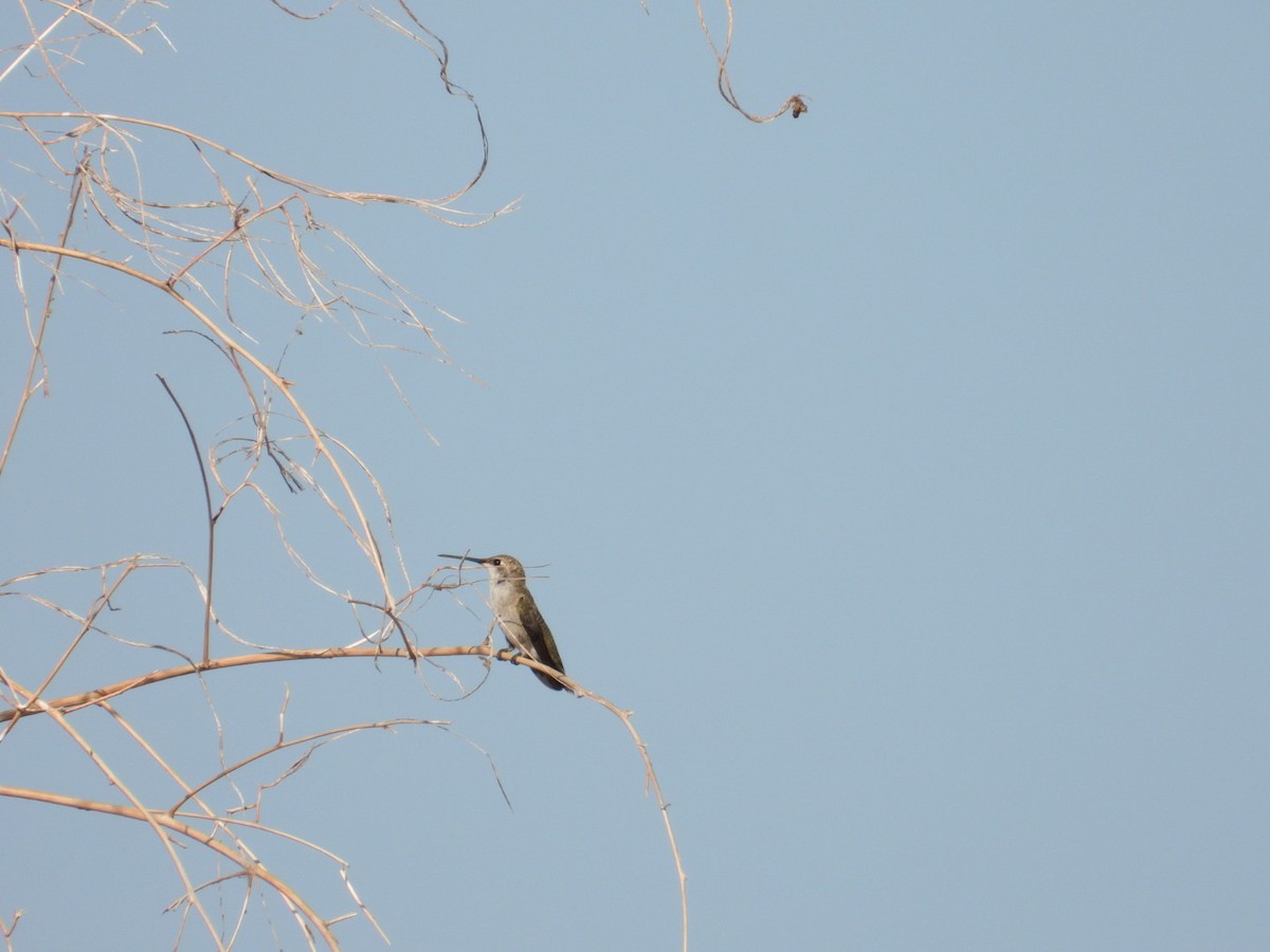Black-chinned Hummingbird - ML465810491