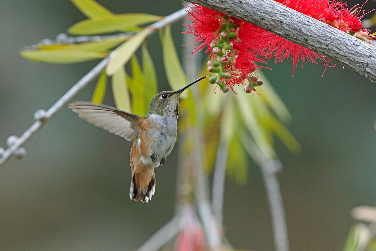 Allen's Hummingbird - Nigel Voaden