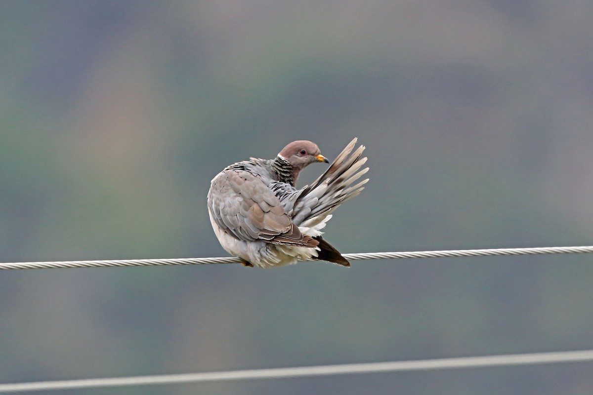 Band-tailed Pigeon - Nigel Voaden