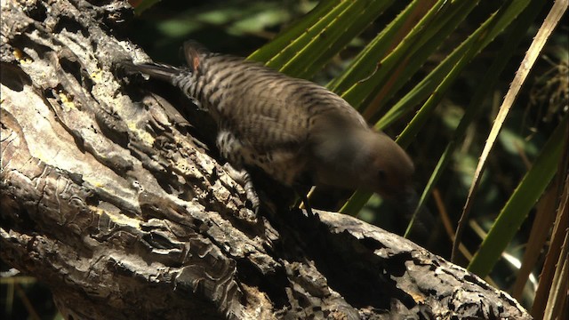 Northern Flicker (Red-shafted) - ML465813