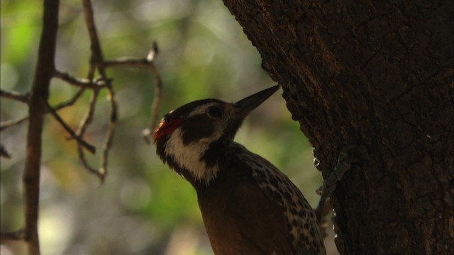 Arizona Woodpecker - ML465815