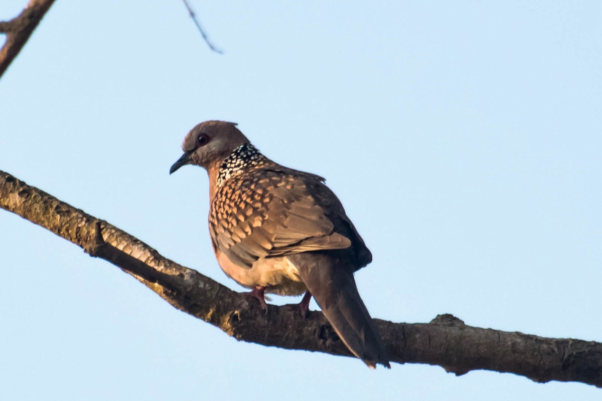Spotted Dove - ML46581591