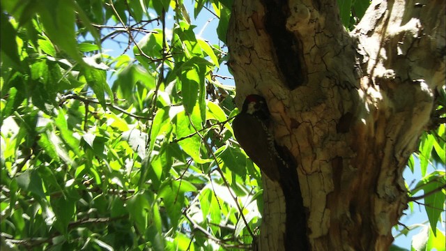 Arizona Woodpecker - ML465816