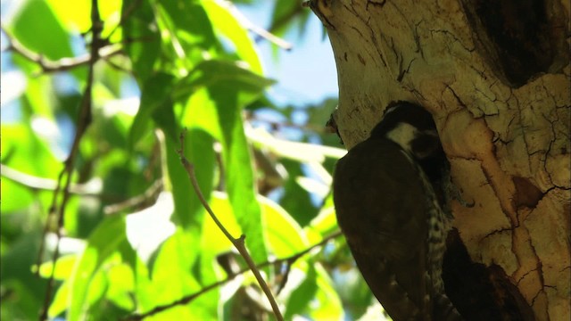 Arizona Woodpecker - ML465817