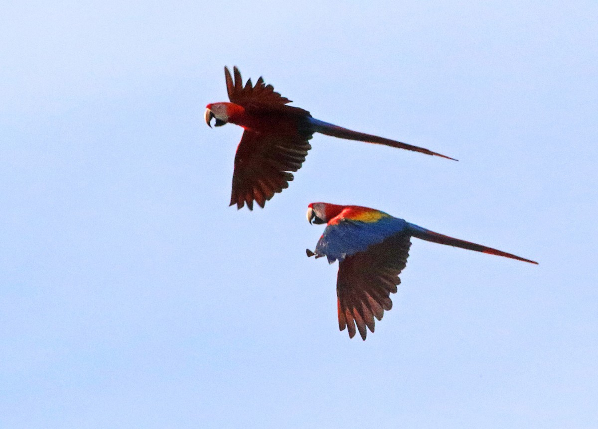 Scarlet Macaw - ML465817051