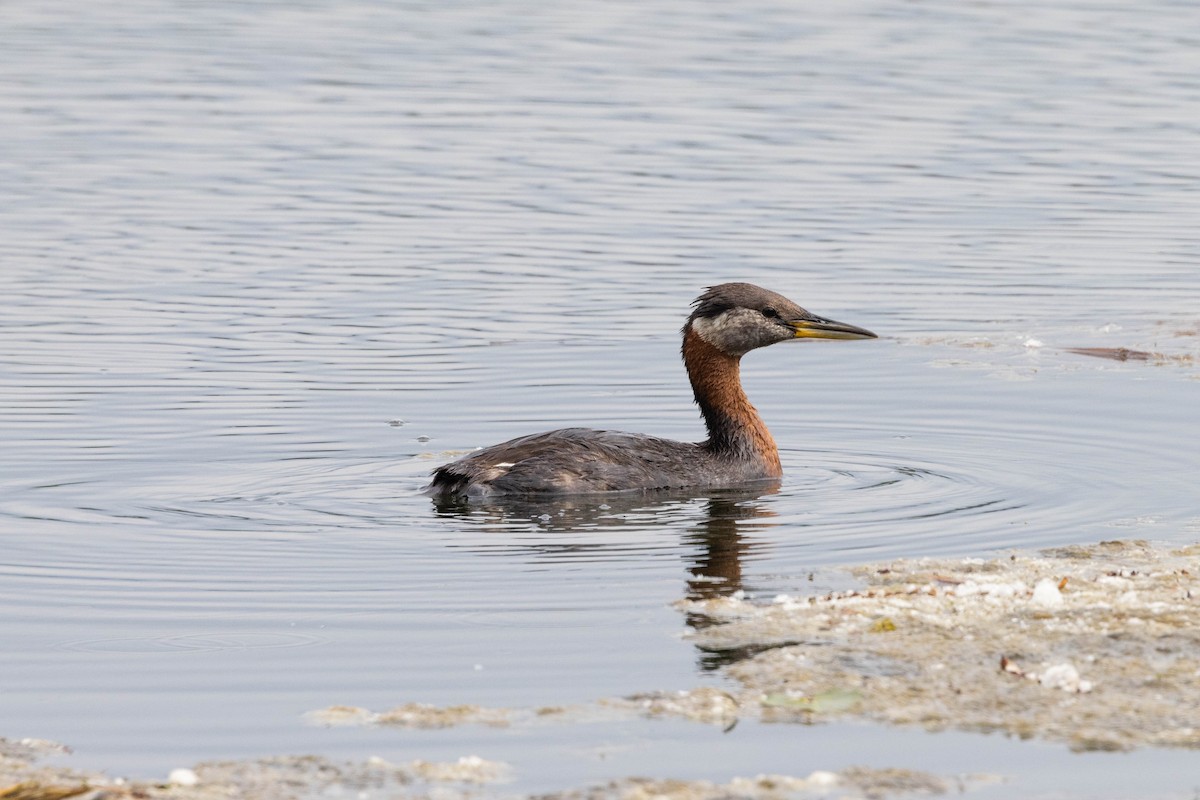 Red-necked Grebe - ML465817341