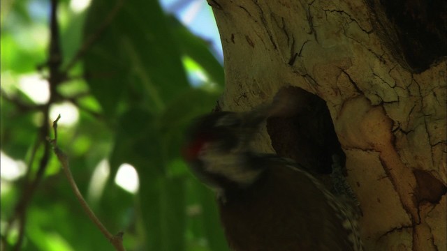 Arizona Woodpecker - ML465818