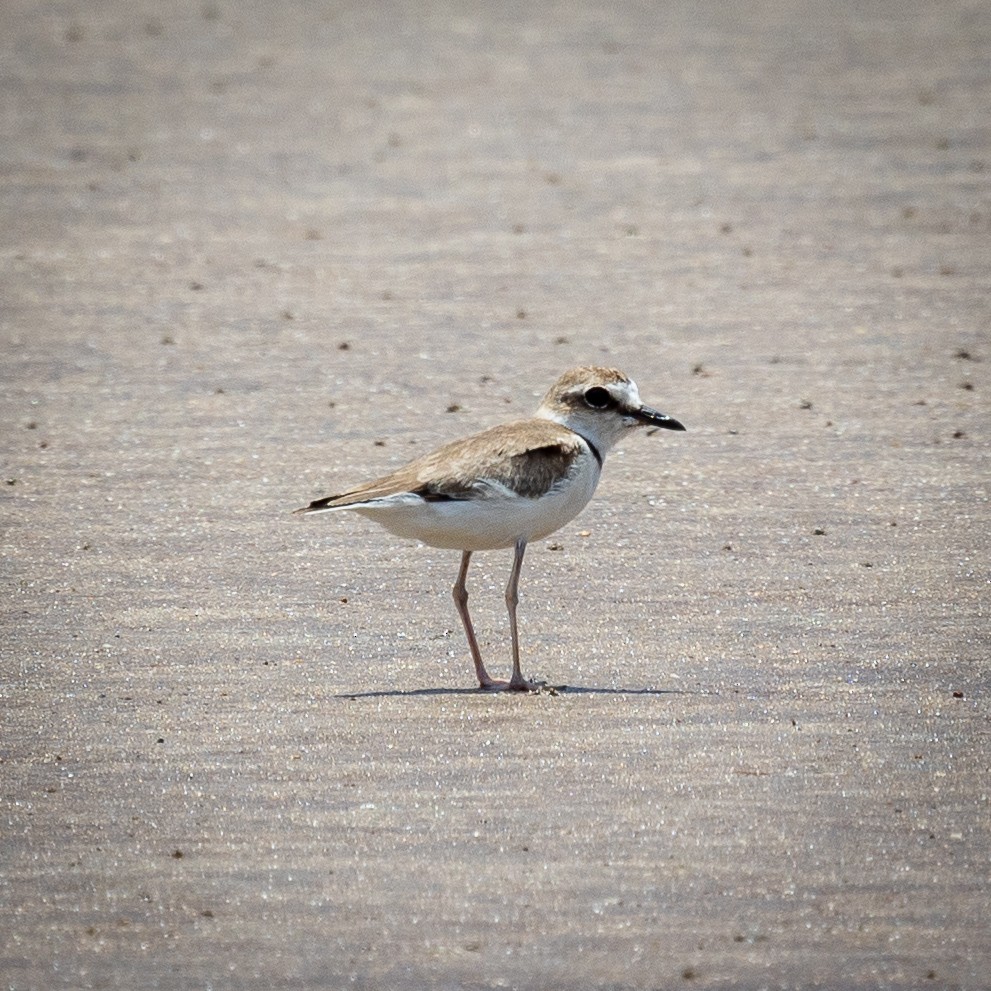 Collared Plover - ML465818441
