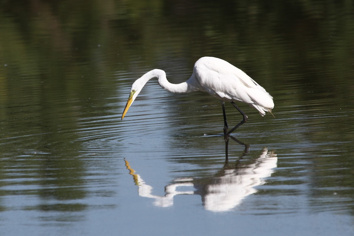 eBird Checklist - 8 Jul 2022 - Wheat Ridge Greenbelt - 36 species