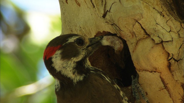 Arizona Woodpecker - ML465820