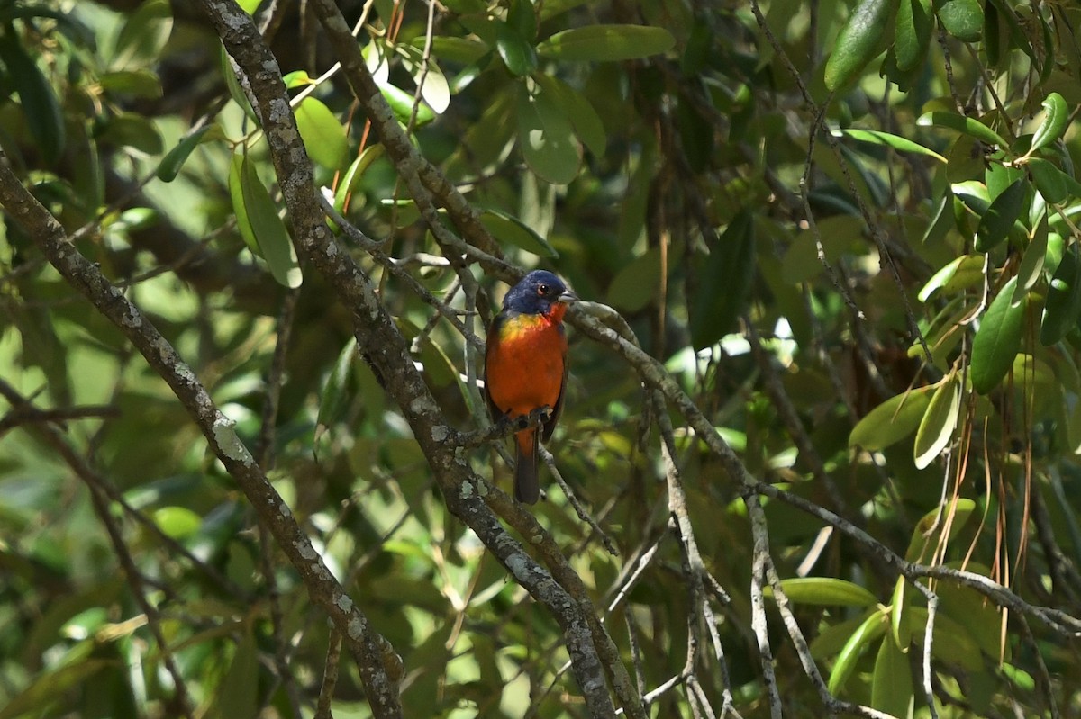 Painted Bunting - ML465820491