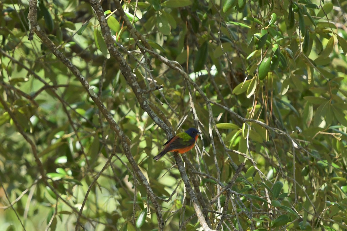 Painted Bunting - ML465820501