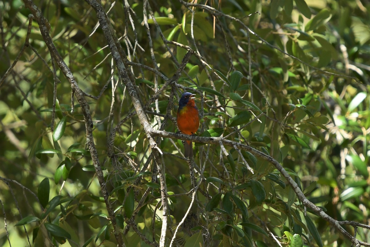 Painted Bunting - ML465820511