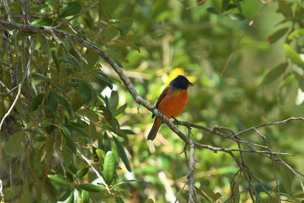 Painted Bunting - ML465820521