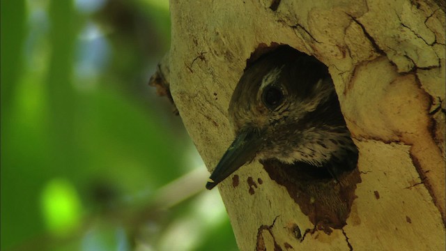 Arizona Woodpecker - ML465821