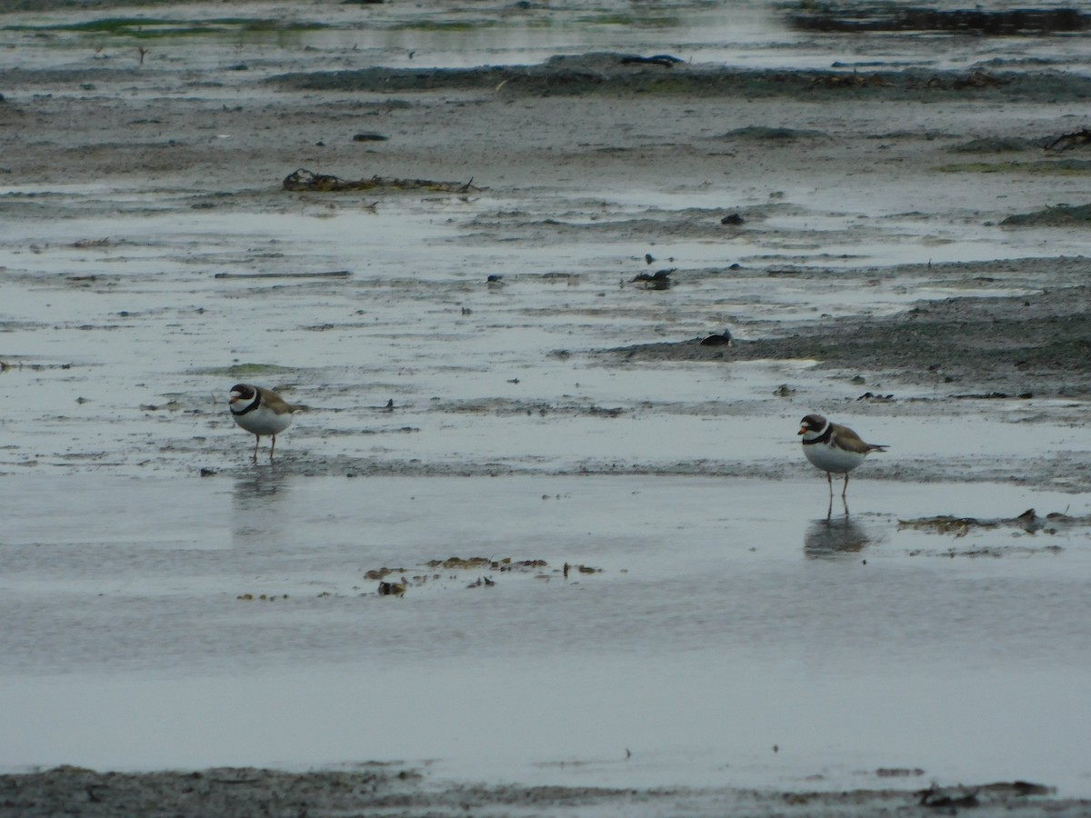 Semipalmated Plover - ML465825371