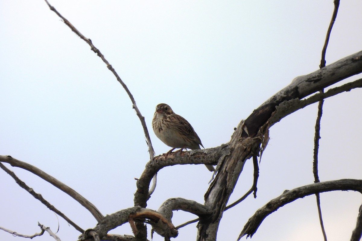 Vesper Sparrow - ML465829231