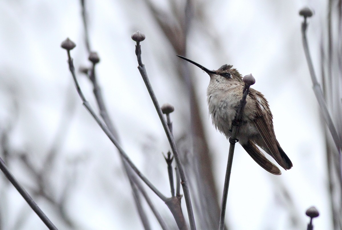Black-chinned Hummingbird - Jeremiah Trimble