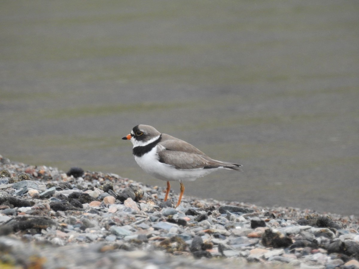 Semipalmated Plover - ML465829781
