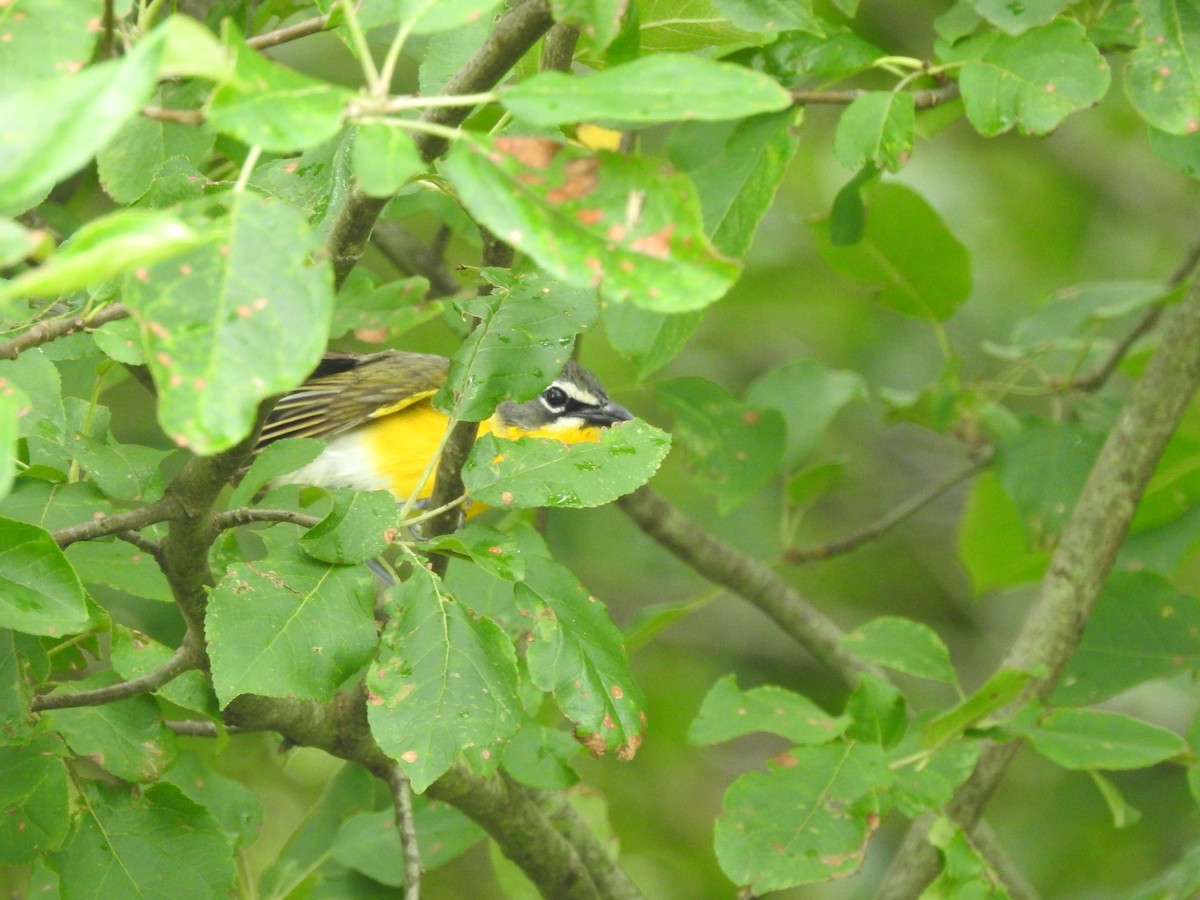 Yellow-breasted Chat - ML465831511