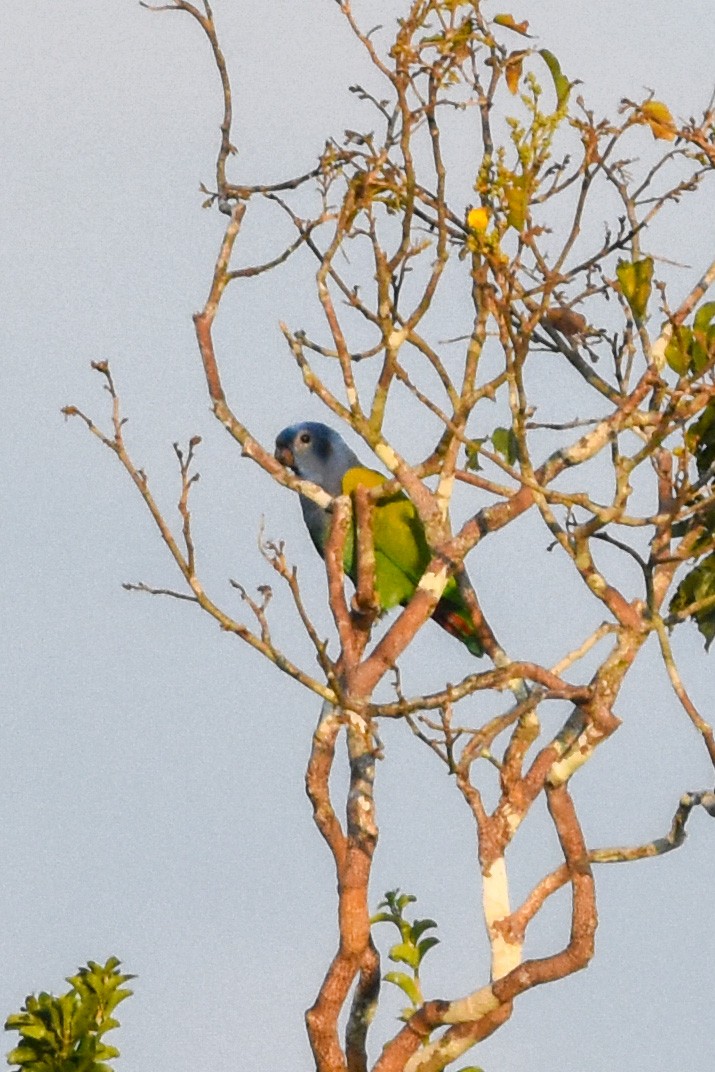 Blue-headed Parrot (Blue-headed) - ML465835431