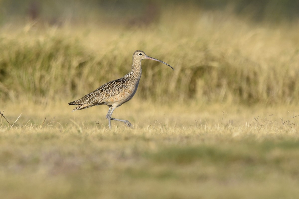 Long-billed Curlew - ML465837161