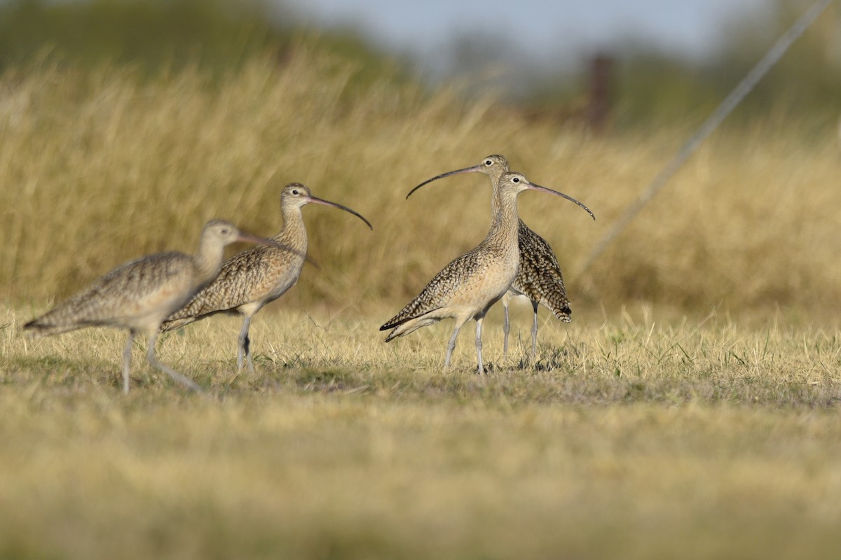 Long-billed Curlew - Daniel Irons