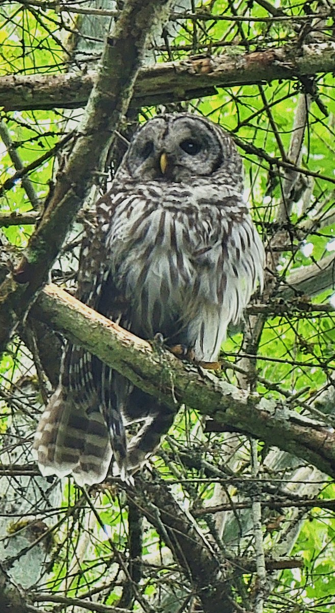 Barred Owl - ML465839451