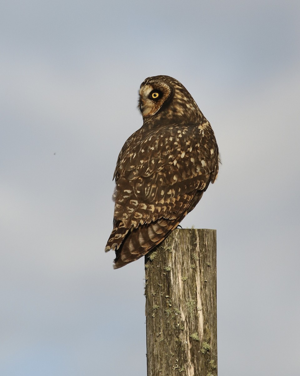 Short-eared Owl (South American) - ML465841491