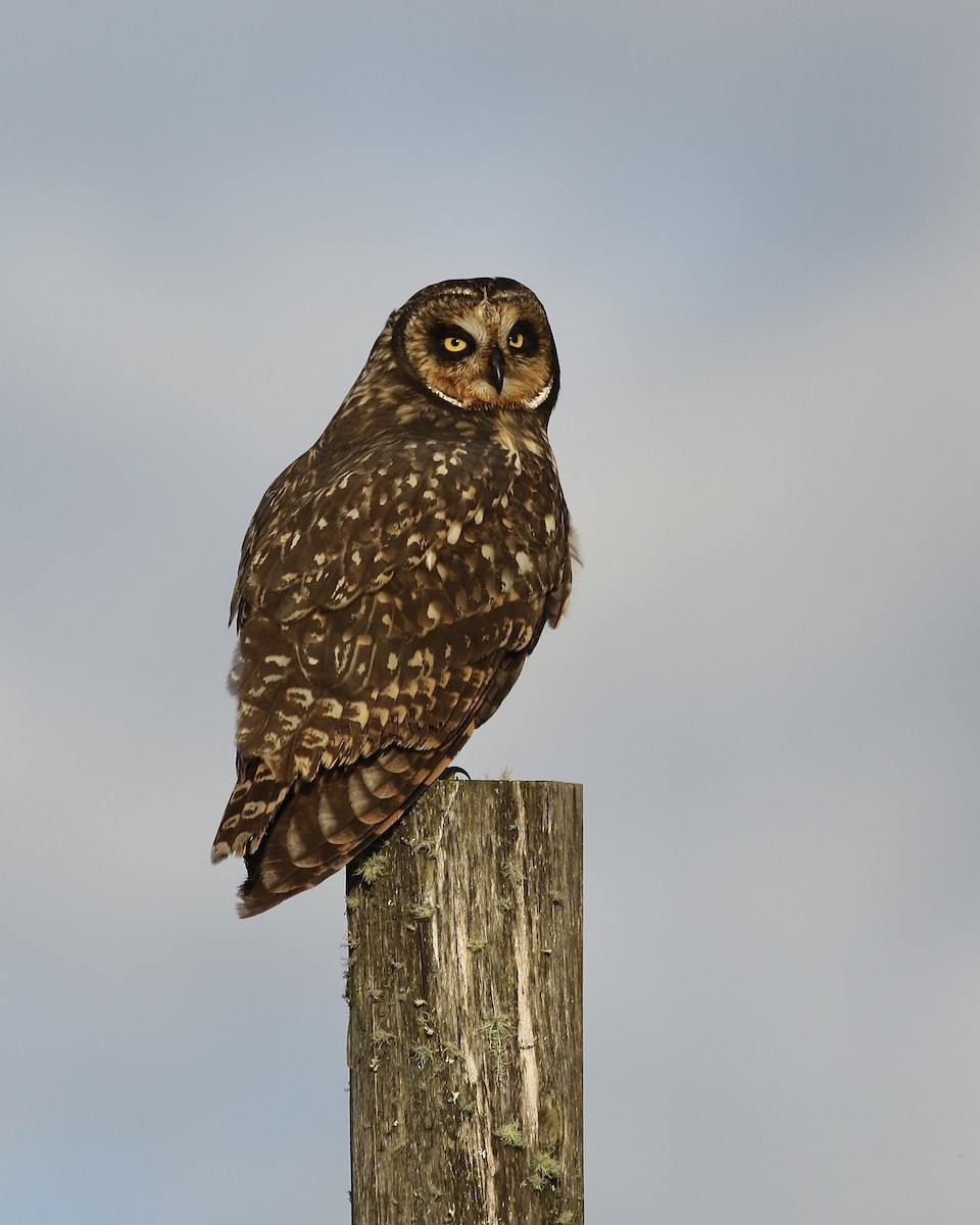 Short-eared Owl (South American) - ML465841741