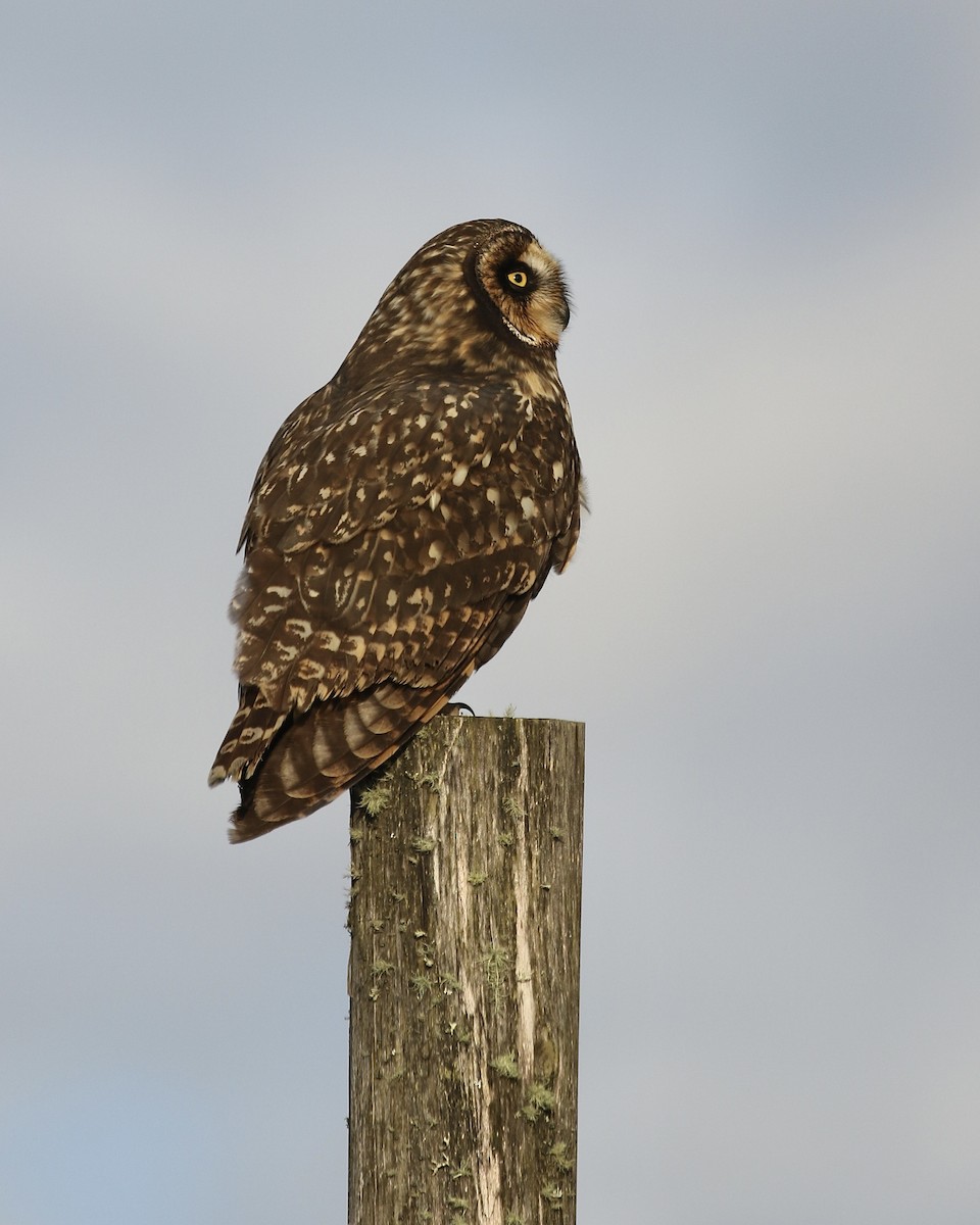 Short-eared Owl (South American) - ML465841811