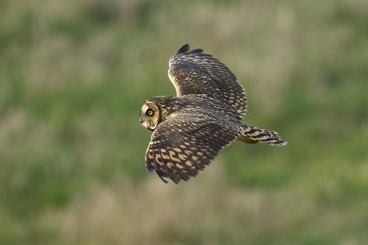 Short-eared Owl (South American) - ML465841851