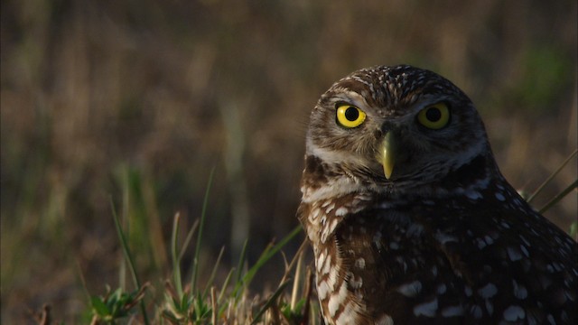 Burrowing Owl (Florida) - ML465843