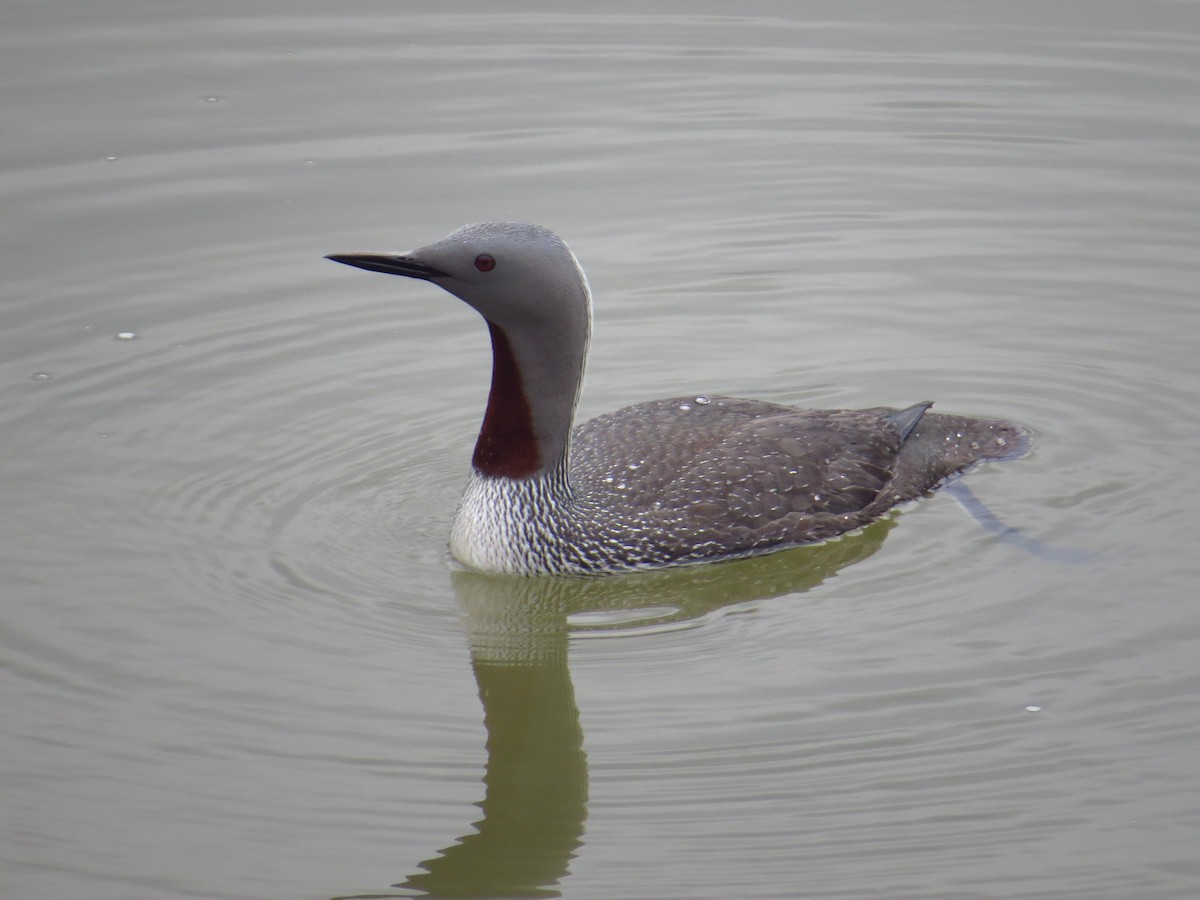 Red-throated Loon - Chris Dale